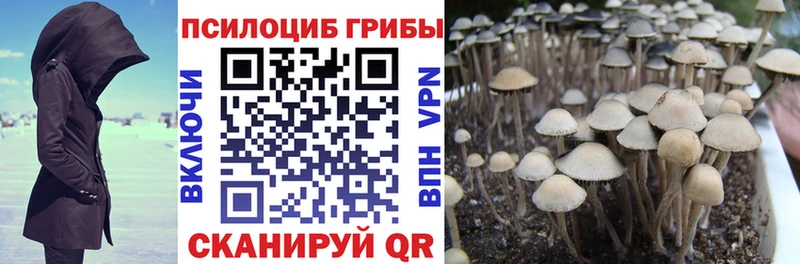 Купить закладки  Дрезна  Псилоцибиновые грибы Cubensis 